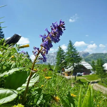 ホテル Almhotel Kaernten ゾンネンアルペ・ナスフェルト